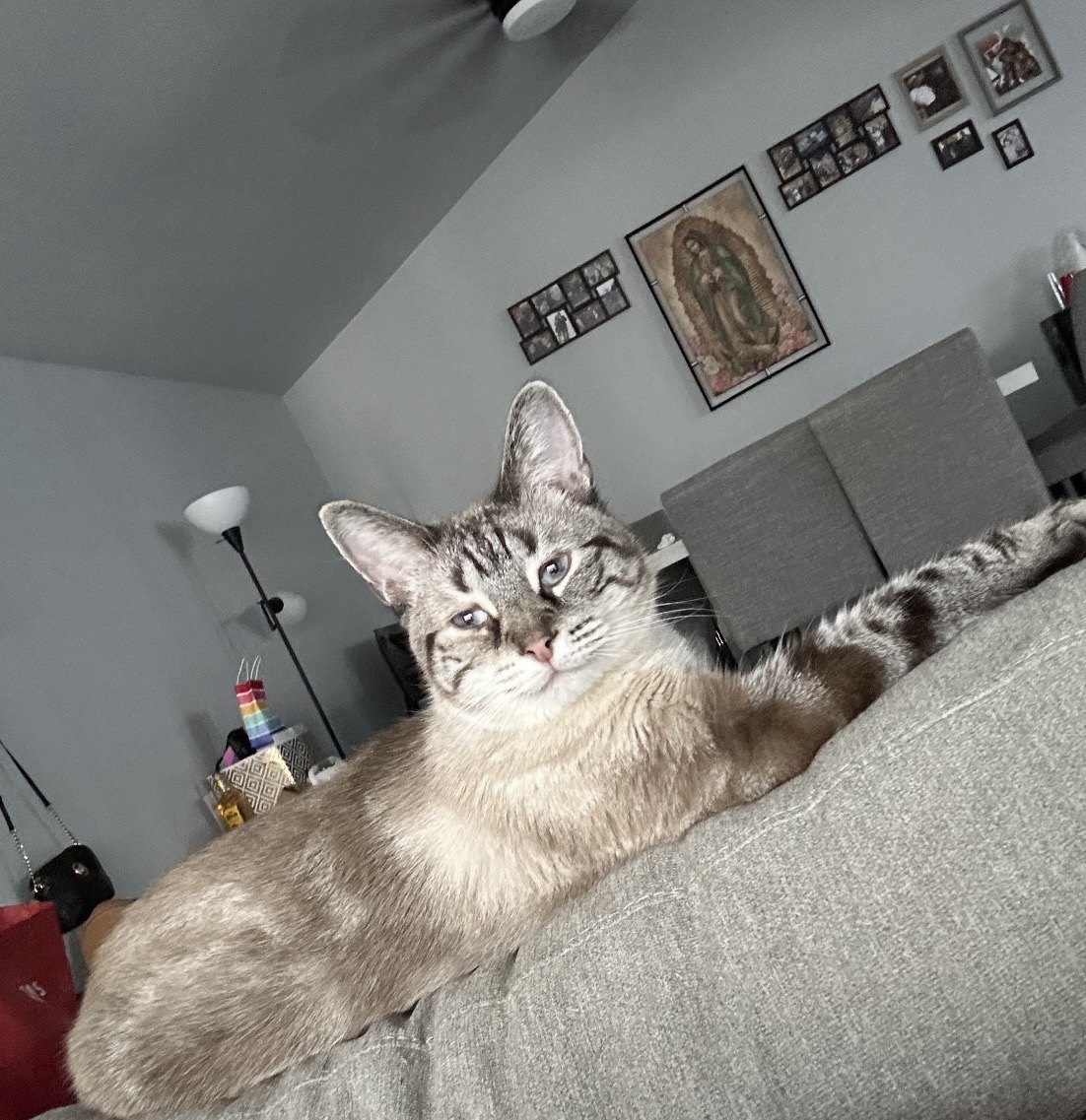 cat photo(right rail)